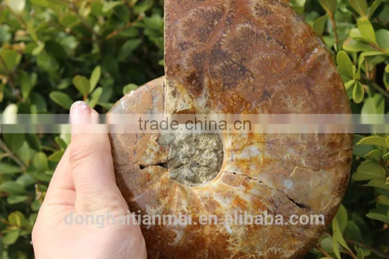 Wholesale Large Snail Fossils/Gemstone Jewelry/Gemstone Art Crafts