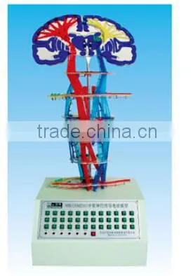 the electric model of central nervous couduction,human electric model