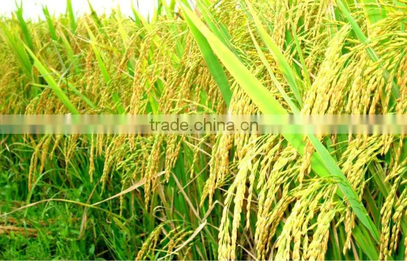 GLUTINOUS WHITE RICE- STICKY RICE- SWEET RICE- SPECIAL RICE- HIGH QUALITY- SWEET SMELL