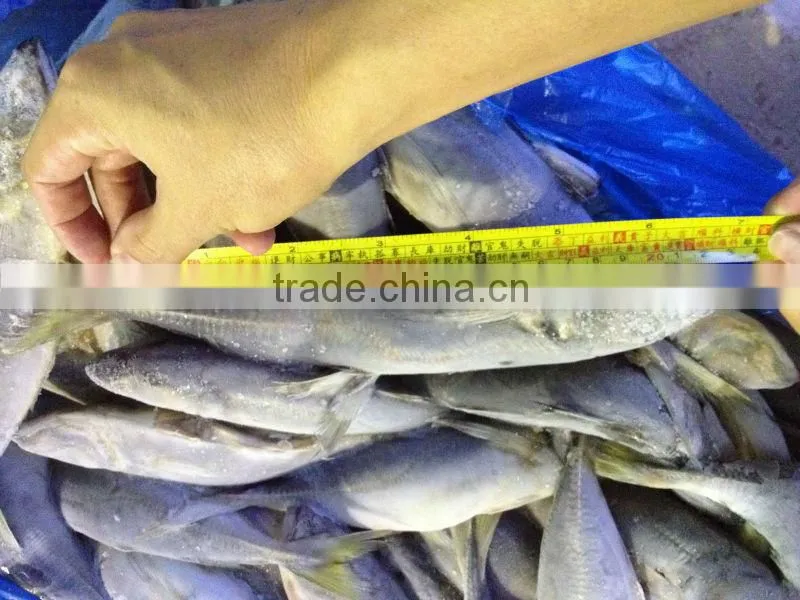 Exporting frozen horse mackerel fish