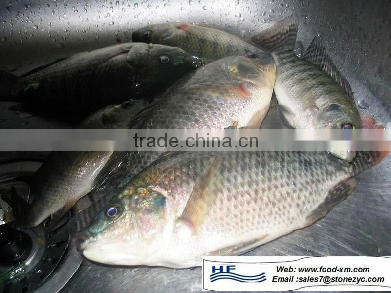 WR new Tilapia whole round