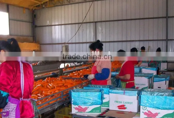 Chinese fresh carrot
