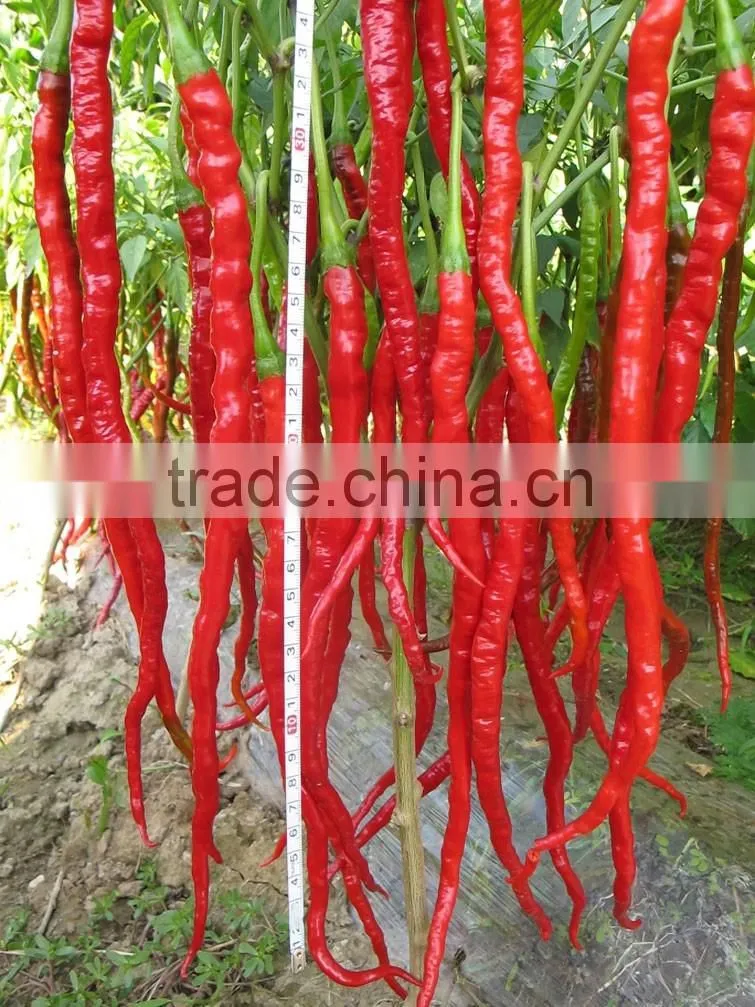 Hot sale hybrid high yield chili pepper seeds-Jiao Long