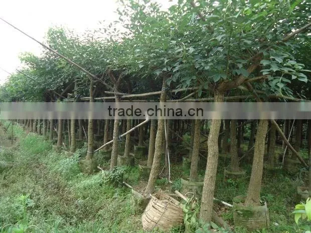 Erythrina crista-galliLinn.