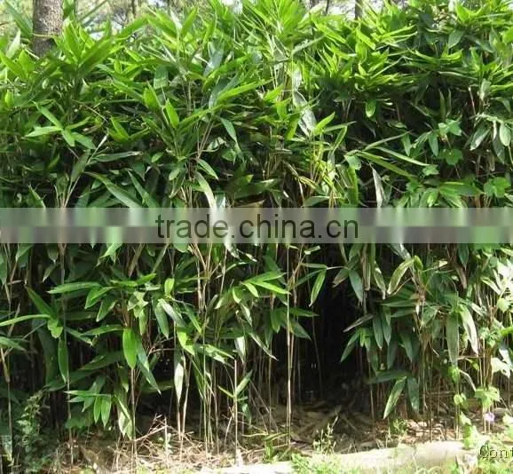 Perennial plants bamboo seedling