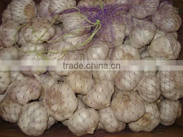 Solo garlic