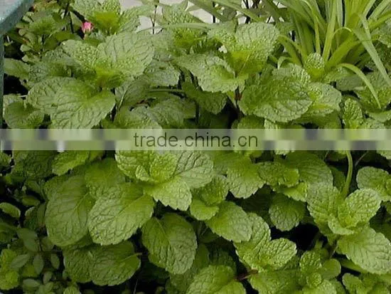 Herba Menthae Extract