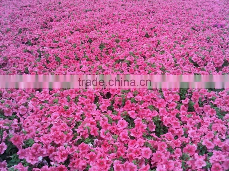 Horticultural Perlite for Commercial Growers