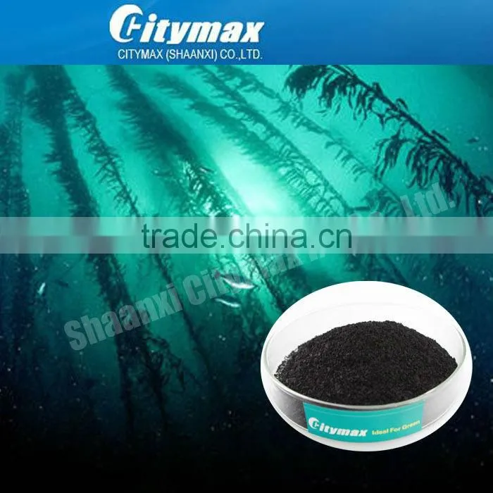 Fucoxanthin Seaweed Extract