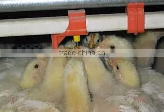 chicken broilers feeding system with automatic drinking system