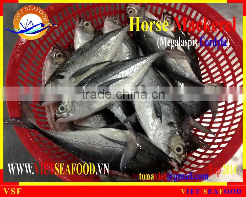 FRESH RAM MATERIALS W/R HORSE MACKEREL