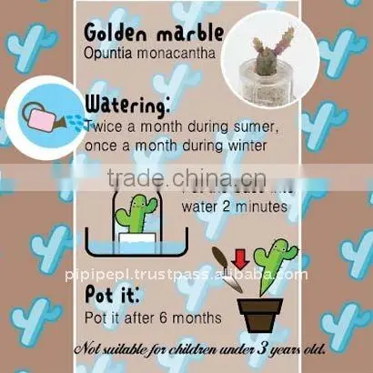 Miniplant "Golden marble" mini succulent plant with mobile phone strap