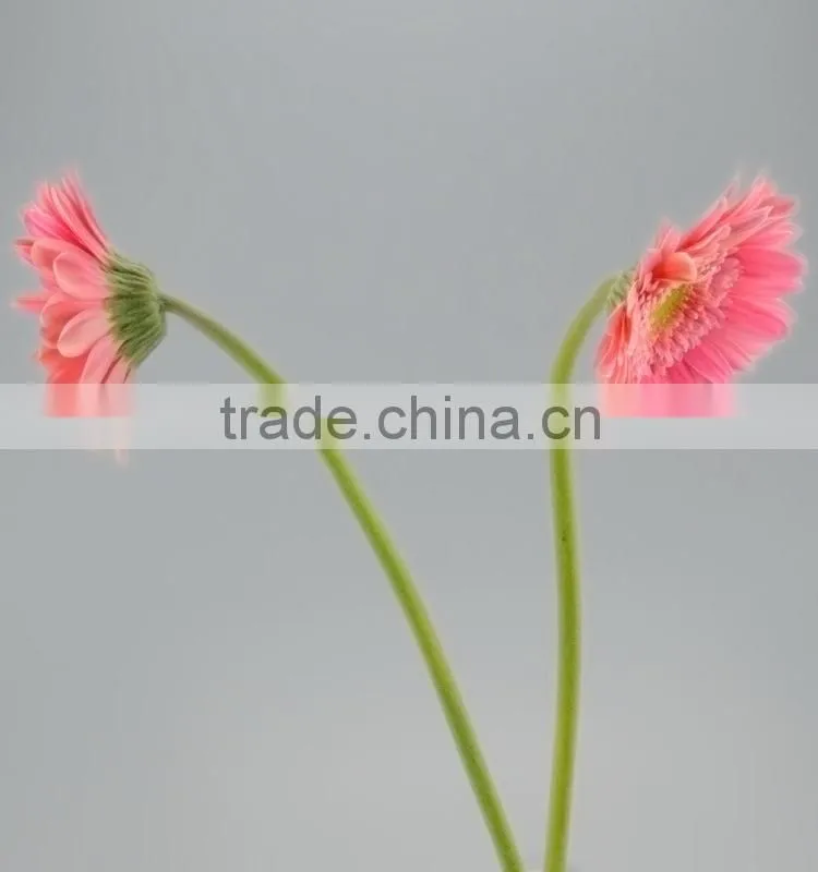 Excellent quality Honey products for 2016 gerbera flower