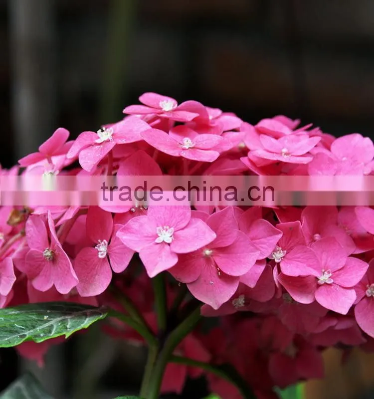 Super quality hot sell classical orange brown hydrangea