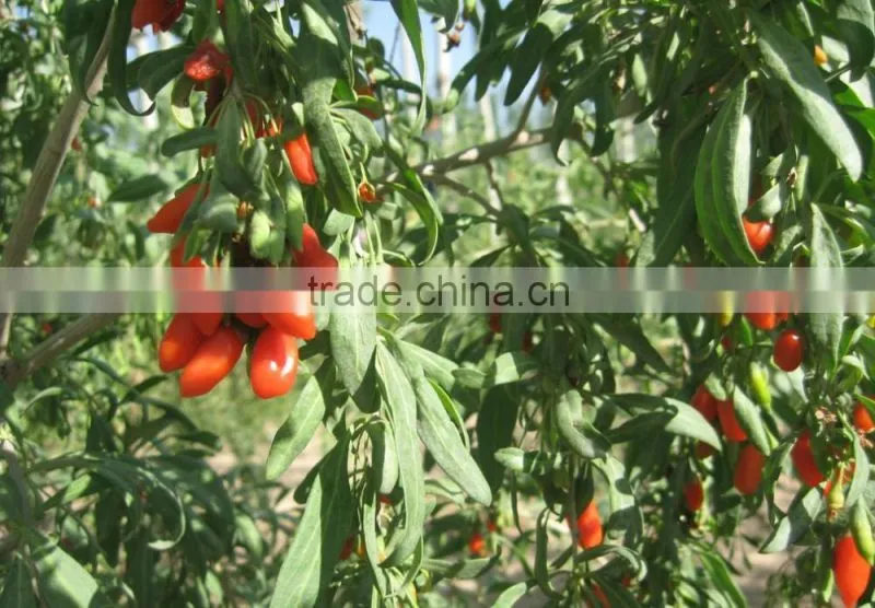 2015.2016Chinese Ningxia goji berry