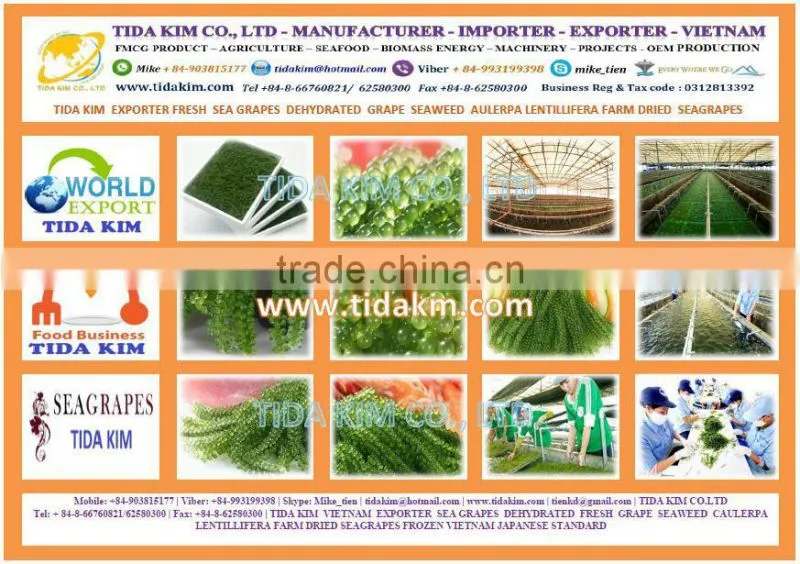 SPRAY DRIED INSTANT COFFEE 100%-FREEZE AGGLOMERATED ARABICA ROBUSTA VIETNAM SOLUBLE COFFEE - ROASTED COFFEE TIDA KIM OEM