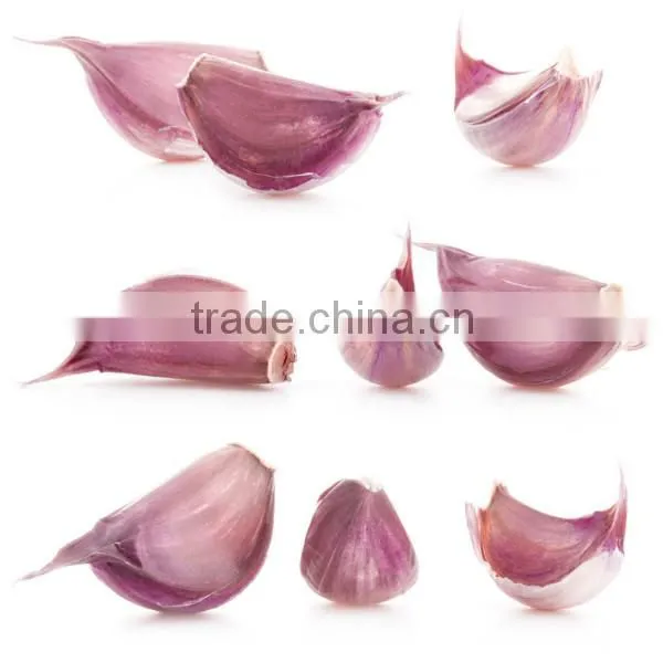 2016 new crop garlic start to be harvest