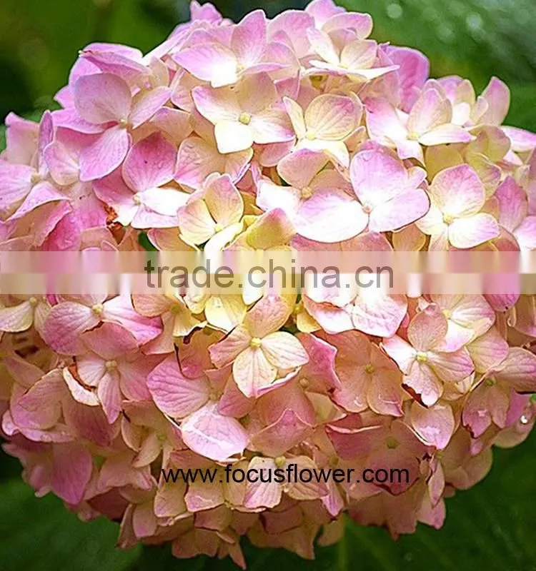 Fresh Cut Flowers Wholesale High Quality Cut Fresh Hydrangea With 50cm Long Stem
