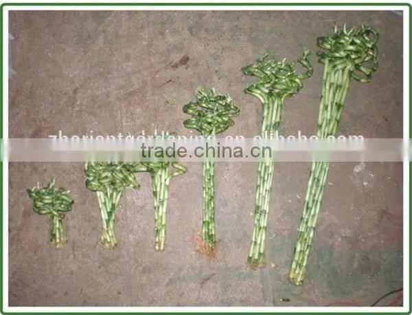 spiral lucky bamboo 25cm-100cm DRACAENA SANDERIANA air bonsai tree indoor aquatic feng shui plants nursery garden decoration