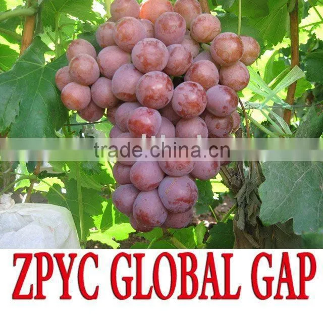 Chinese grapes