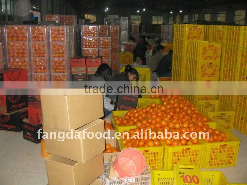 Chinese fresh sweet navel orange