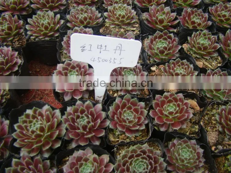 succulent plants