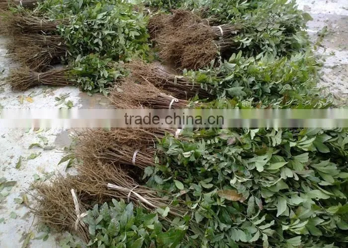 longan fruit trees