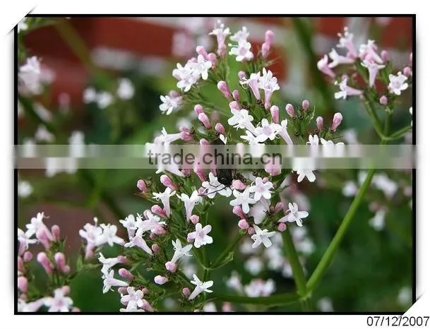 Pure valerian root extract