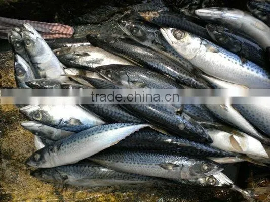 BEST FRESH FROZEN Pacific Mackerel Whole
