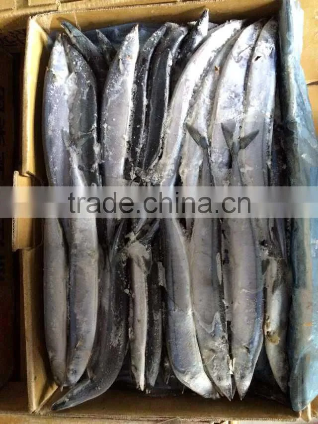 Pacifc saury frozen