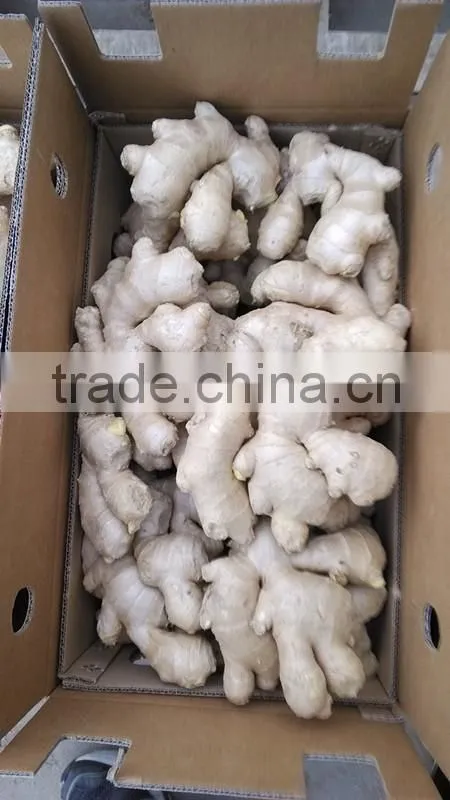Fully air dried ginger/Best price ginger/Dry ginger from origin