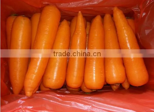 Carrot Price Carrot Farm Carrot Exporter 2016 best quality