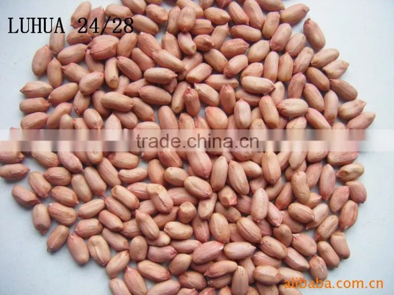 peanut kernel