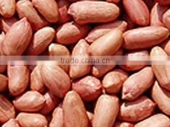 Bold Peanut Suppliers