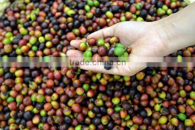 Vietnam Robusta Coffee Bean
