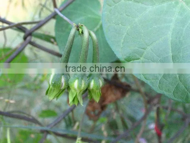 high quality pure seeds morning glory