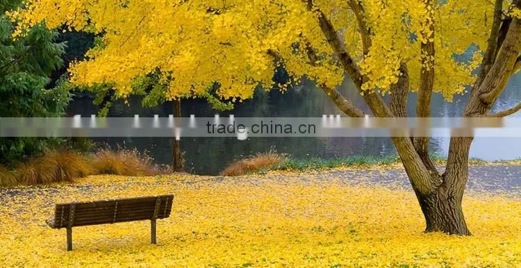 ginkgo biloba fruit tree seedling