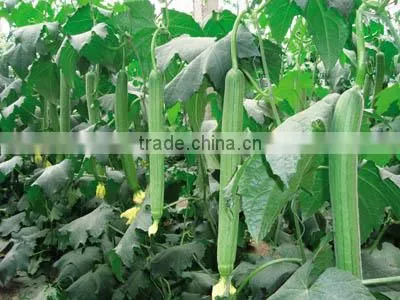 Luffa Cylindrica Extract Powder