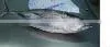 BONITO / YELLOWFIN / SKIPJACK / LONG TAIL