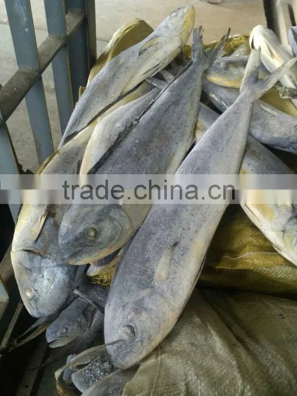 ready stock sea frozen mahi mahi whole round 2kgs + ,big size