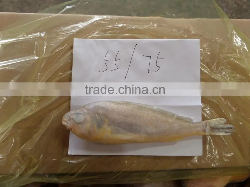 Frozen Yellow Croaker 40-100