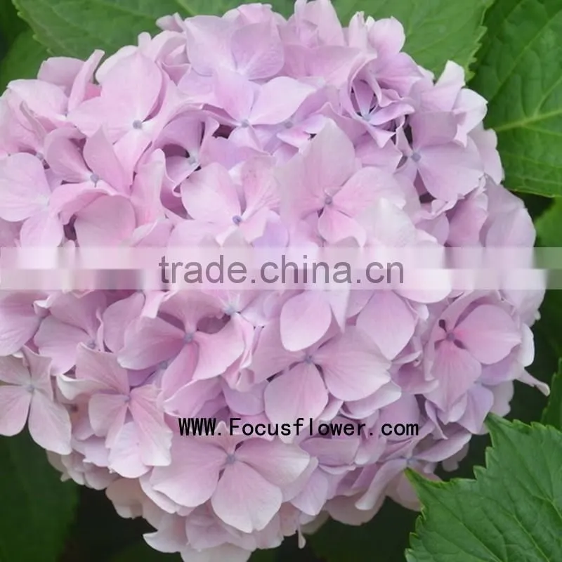 Grade A Variety Colors Cut Fresh Gerbera Flower From Kunming
