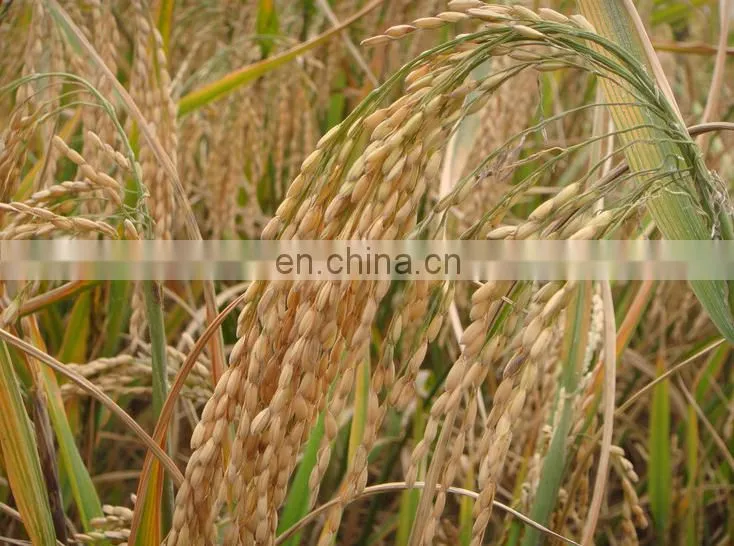 150-250kg/h home use rice mill for sale