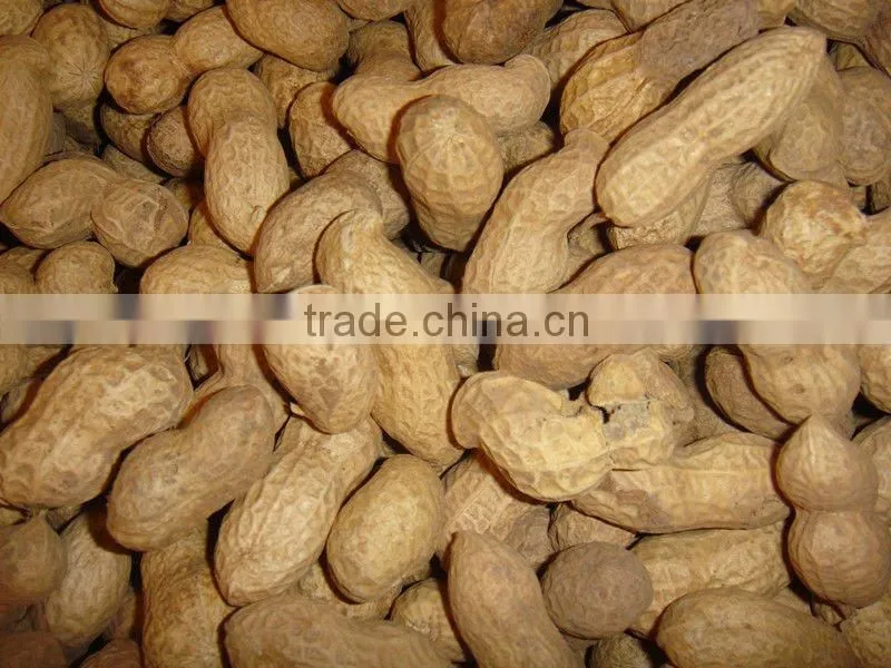 Shandong raw peanut in shell