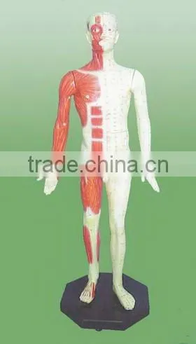 acupuncture (male) model