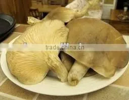 Fresh Crop Canned Abalone Mushroom