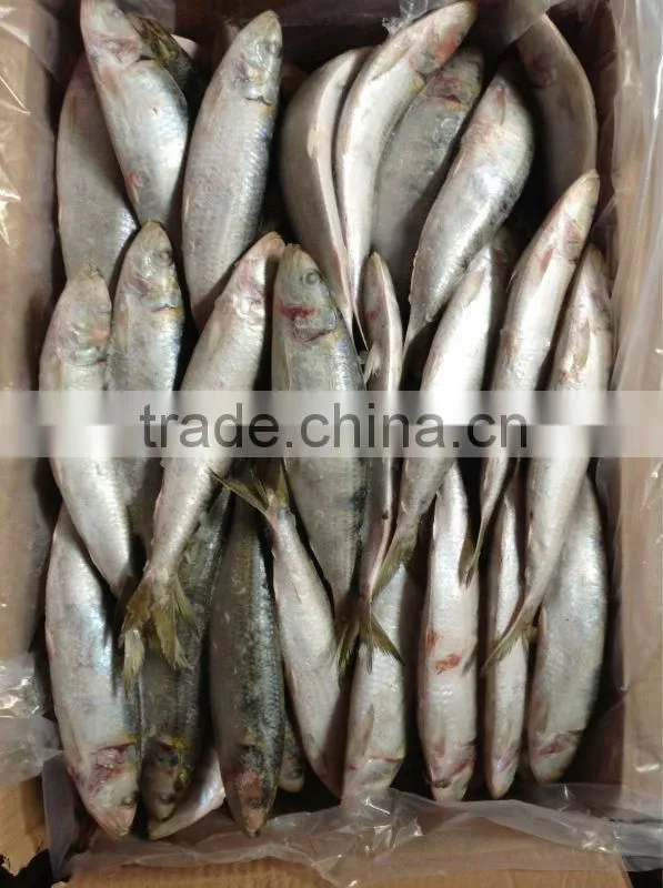 8-9pcs/kg Best Quality Frozen Sardine for Bait