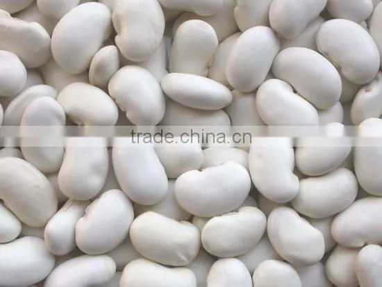 white kidney bean