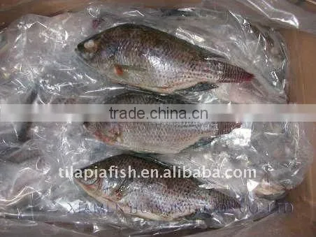 Grade A Gutted Scaled Bream Fish