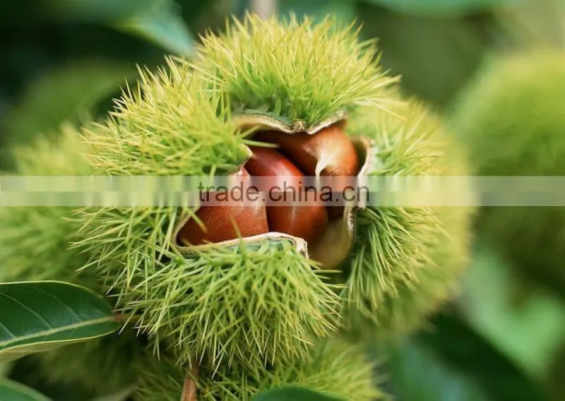 Chinese chestnut seedling